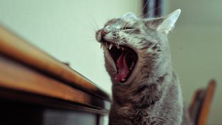 Cat Yawn: Image by Sergio Vassio, Flickr