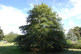 Quercus coccinea (08/09/2012, Kew Gardens, London)