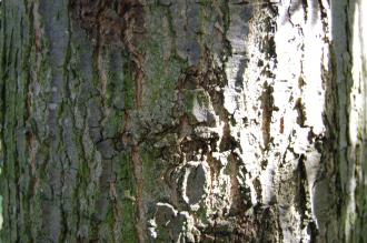 Quercus coccinea Bark (08/09/2012, Kew Gardens, London)