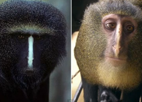 Picture 17 New species of monkey with enormous blue bottom discovered