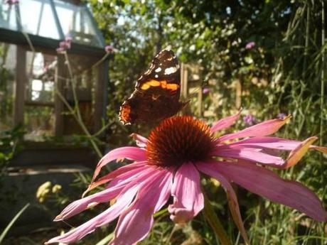 butterfly 028 Echinacea Purpurea