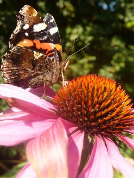 butterfly 085 sun shines through butterfly wing, greenhouse in the distance