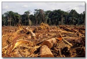 Deforestation in the Amazon Decreasing Rainfall