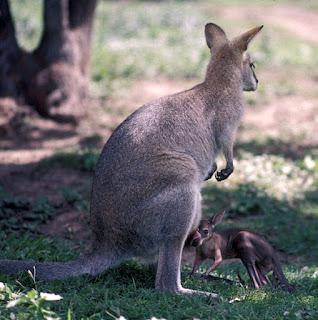 BRISBANE, AUSTRALIA: Queensland Museum, Koalas, and More