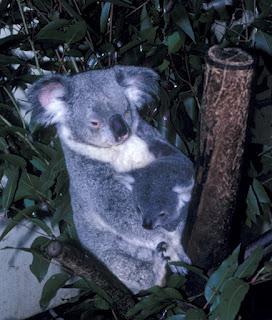 BRISBANE, AUSTRALIA: Queensland Museum, Koalas, and More