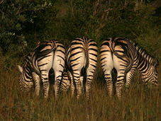 Endangered Friends