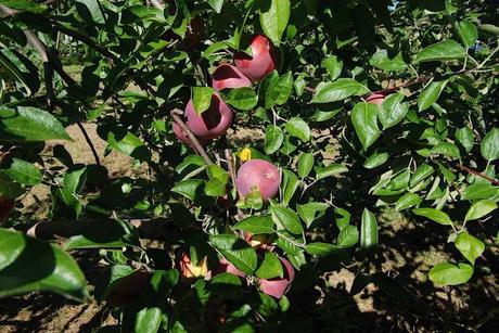Wilder Musings + Pictures: Happy New Year + Apple Picking