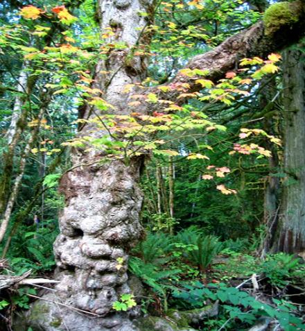 Eco day~Tree house hotel designs treehouse point 2 Eco Day ~ Tree House Hotel Designs HomeSpirations