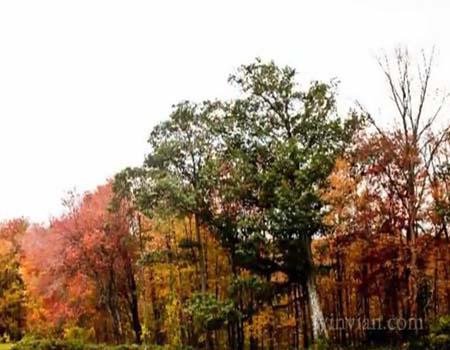 Eco day~Tree house hotels Winvian 3 Eco Day ~ Tree House Hotel Designs HomeSpirations