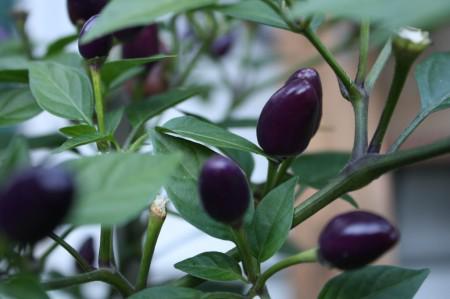 The Filius Blue Pepper, it’s a beautiful thing…