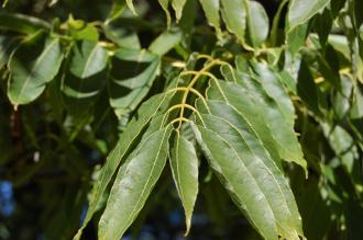 Toona sinensis Leaf (08/09/2012, Kew Gardens, London)