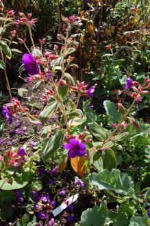 Tibouchina urvilleana (08/09/2012, Kew Gardens, London)