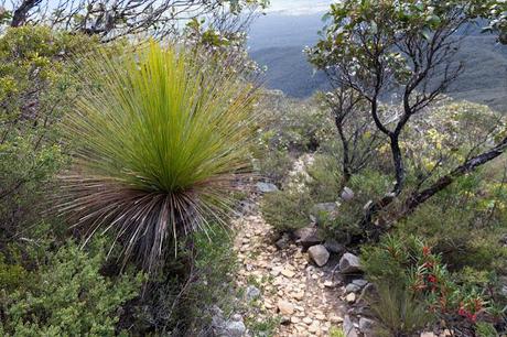 grass tree on mount abrupt track