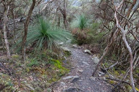 grass trees next to mount abrupt track