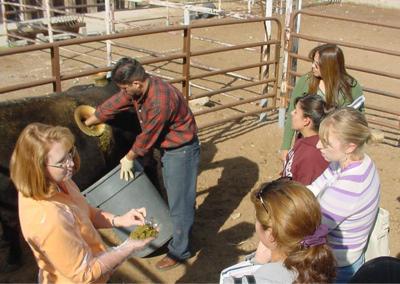 Cannulated Cow - Stick your hand inside? Cannulated Cow - Stick your hand inside?