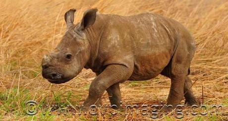 Six week old rhino calf