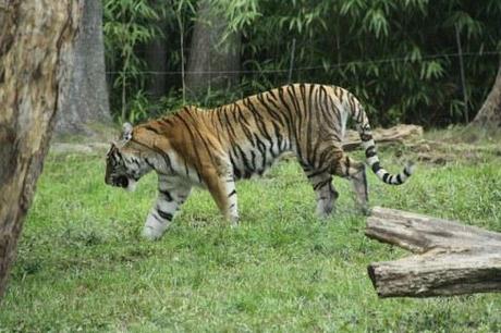 Man Mauled By Tiger After Jumping Into Tiger Den At Bronx Zoo