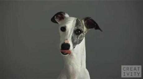 World's Most Beautiful Dog Ad!