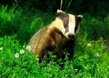 Let them eat badger: Badger cull prompts call to barbecue the beasts