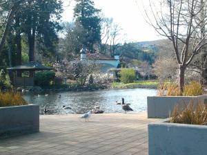Duck pond at the Botanical Gardens