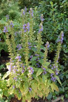 Lobelia siphilitica (08/09/2012, Kew Gardens, London) Lobelia siphilitica (08/09/2012, Kew Gardens, London)