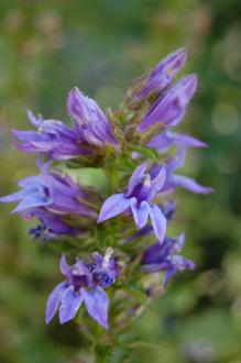 Lobelia siphilitica Flower (08/09/2012, Kew Gardens, London) Lobelia siphilitica Flower (08/09/2012, Kew Gardens, London)