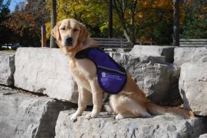 Can You Train An Autism Service Dog Yourself Can You Train An Autism Service Dog Yourself
