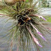 DIY: Clean Air Plant for Earth Day