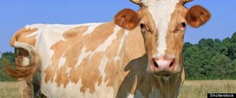 r-ANTI-ALLERGY-MILK-large570 Anti-allergy milk from genetically engineered cow