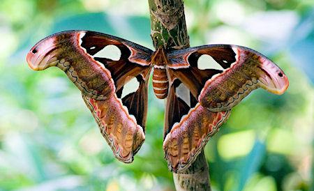 Borneo Bio-Hunt Turns Up Treasures