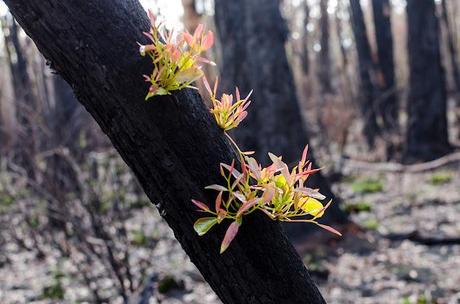 eucalypt regrowth on burnt tree