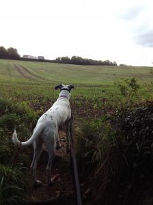 Dog looking at green field