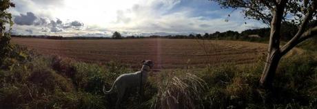Dog looking out over corn field