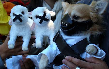 The Top 10 Freakiest Scariest Halloween Dog Costumes