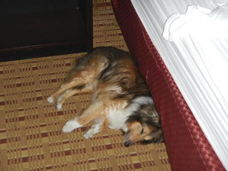 Pet Friendly Travel Tips: How To Prepare Your Hotel Room For Your Dogs