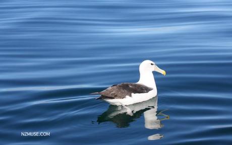 KAIKOURA ALBATROSS KAIKOURA ALBATROSS