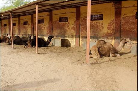 Camel Breeding Farm