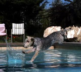 Cannonball Dogs!
