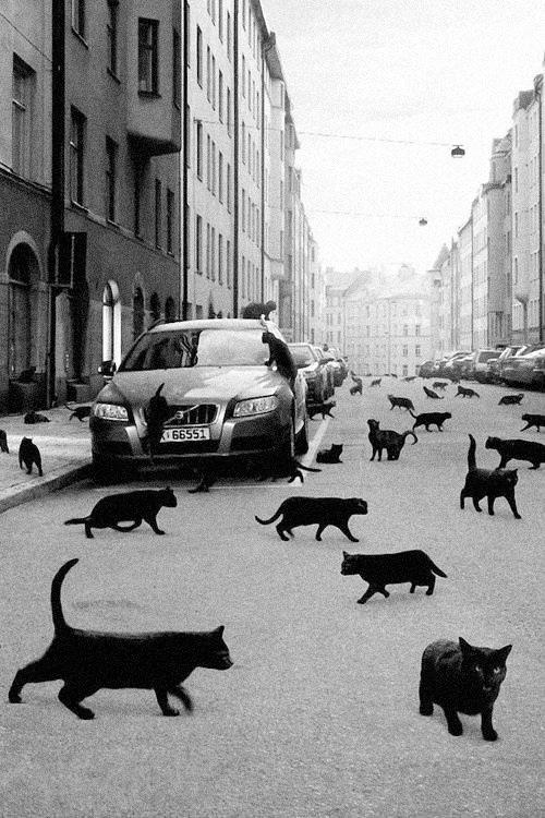31 Days of Halloween – Day 12: Black Cats