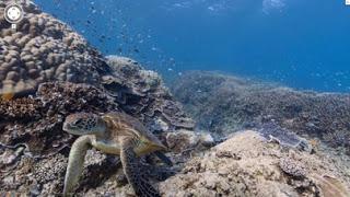Google Street View recording the Nature Beauty of Underwater