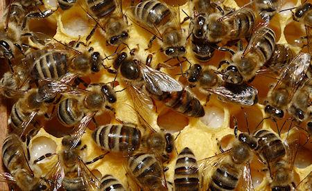 Can A Bee Colony Replace Its Queen?