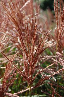 Miscanthus sinensis 'Ferner Osten' Flower (08/09/2012, Kew Garden, London) Miscanthus sinensis 'Ferner Osten' Flower (08/09/2012, Kew Garden, London)