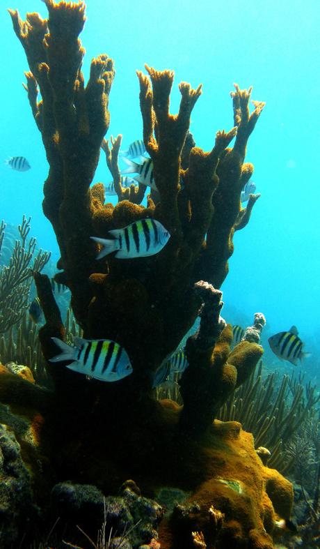 Reef Relief: Protecting Coral Ecosystems