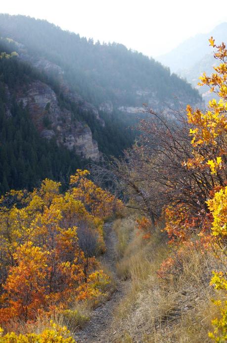 A fall story... A fall story...