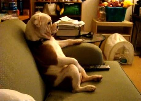 Grandpa Bulldog Watches TV!