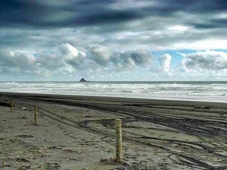 Four Beaches in the West Nz_mushrooms4