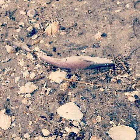 A baby shark, churned up from the depths of a stormy ocean, that AJ and I saw on Ft. Tilden this morning.