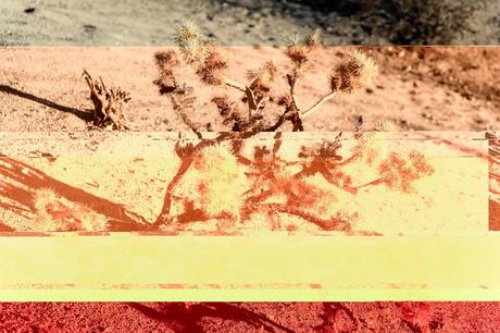 Glitchy Death Valley Us_death_valley_plant_img_3653_preview