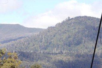 Tasmania: Ongoing Forestry Protests Marked by Fatigue