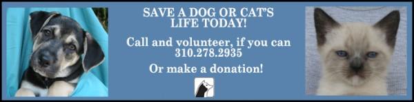 about_banner Kristin Bauer Attends Doggie Bow Wow for Amanda Foundation